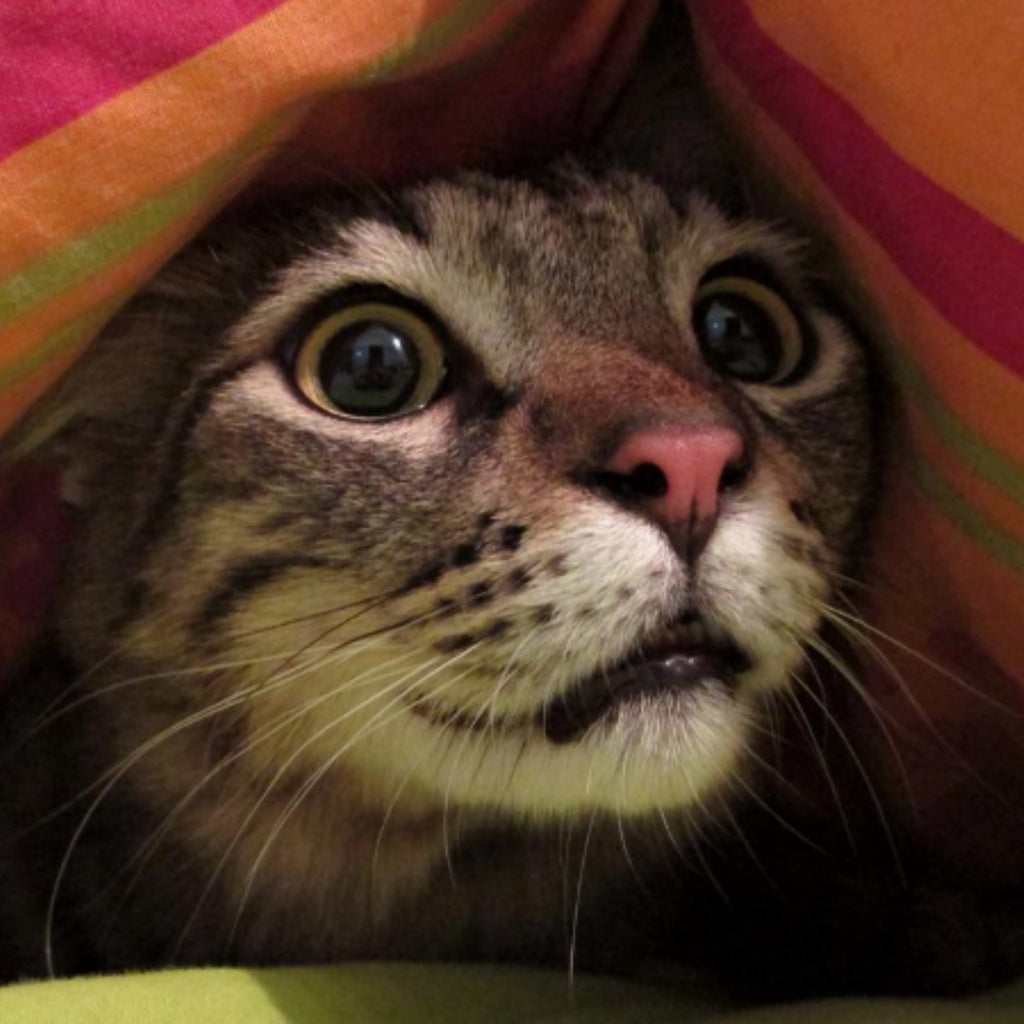 Cat Phobias: Managing Your Cat’s Skittish Nature